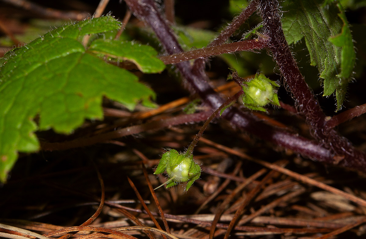 Ardisiandra wettsteinii Ardisiandra wettsteinii