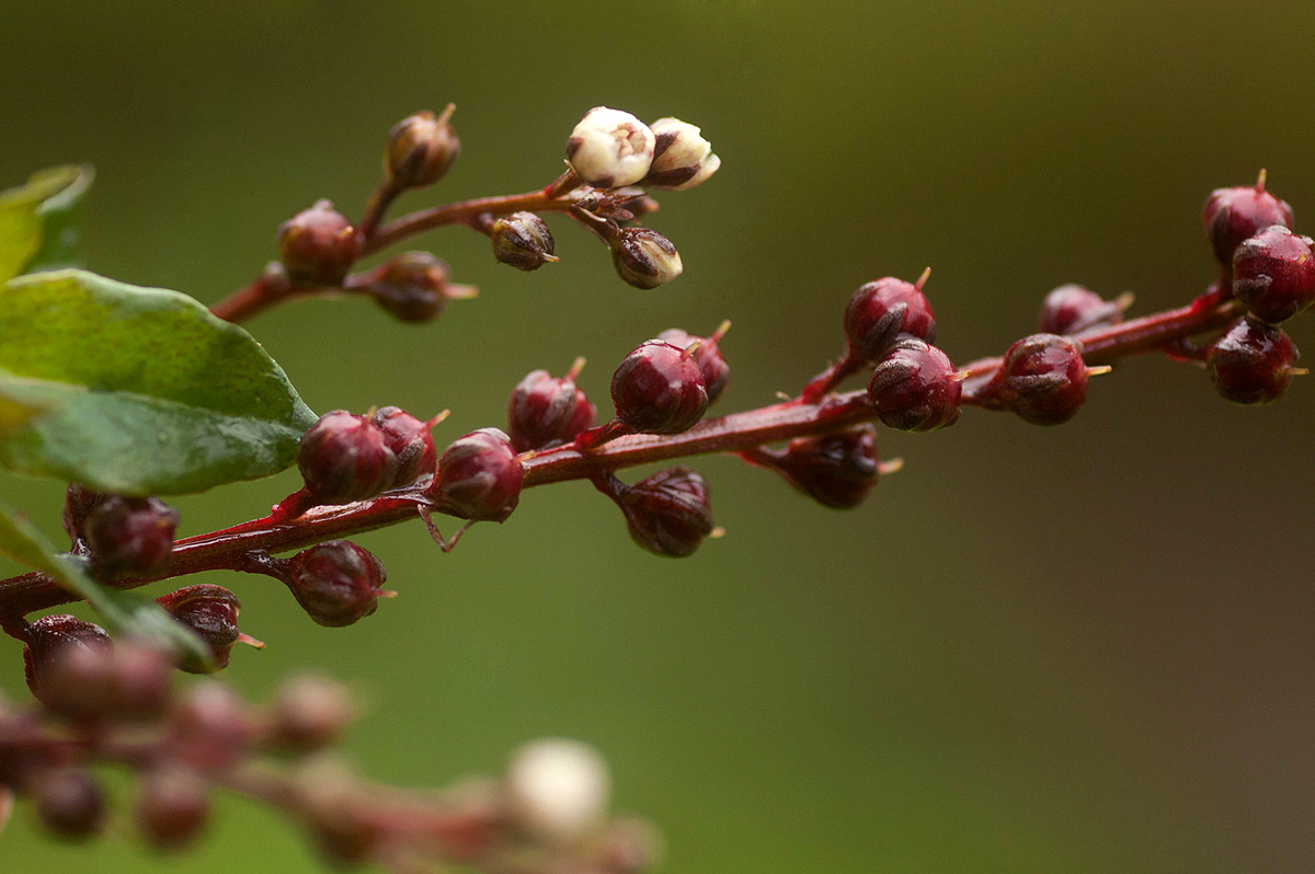 Lysimachia ruhmeriana