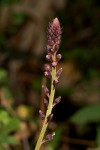 Lysimachia ruhmeriana