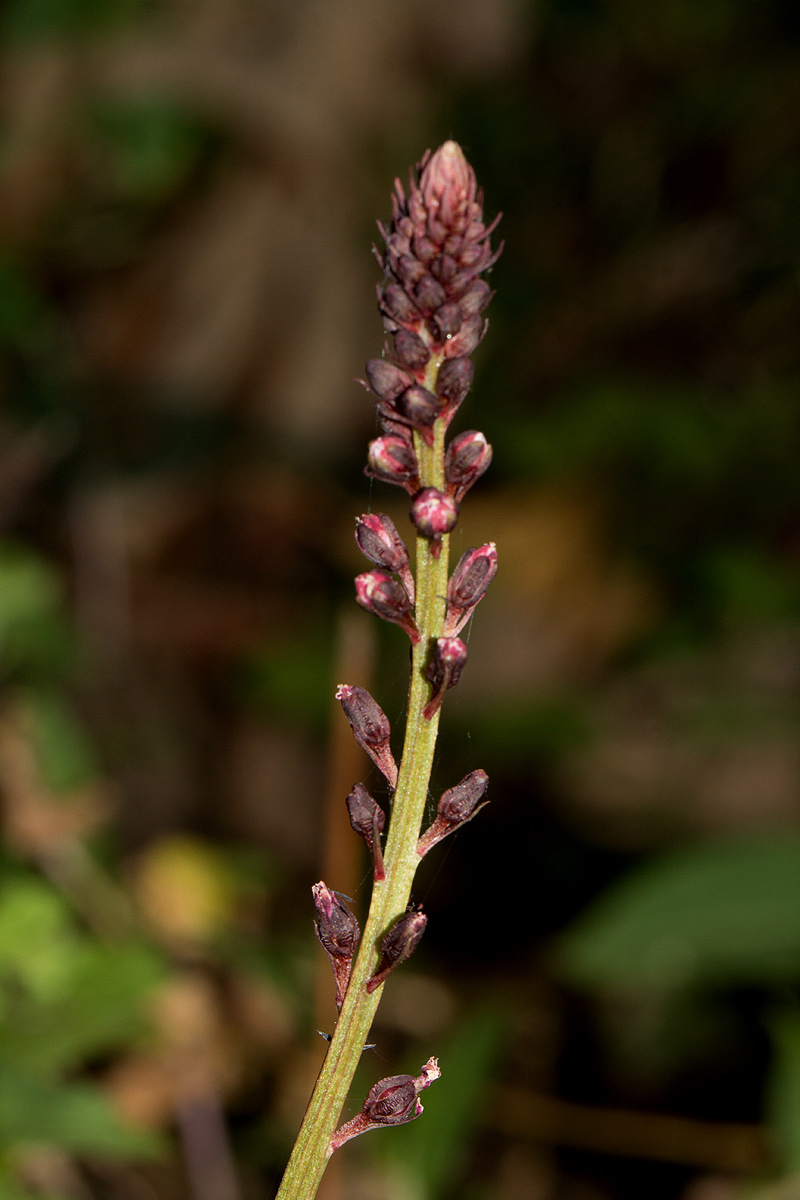 Lysimachia ruhmeriana