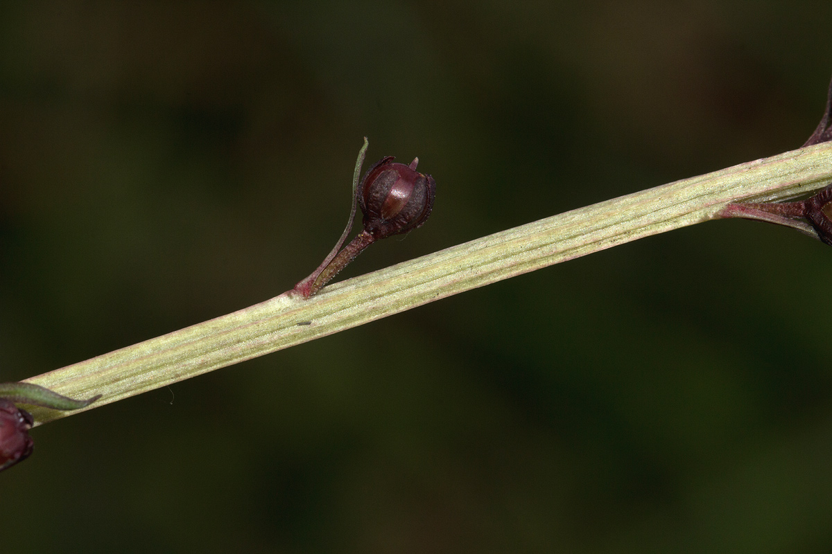 Lysimachia ruhmeriana
