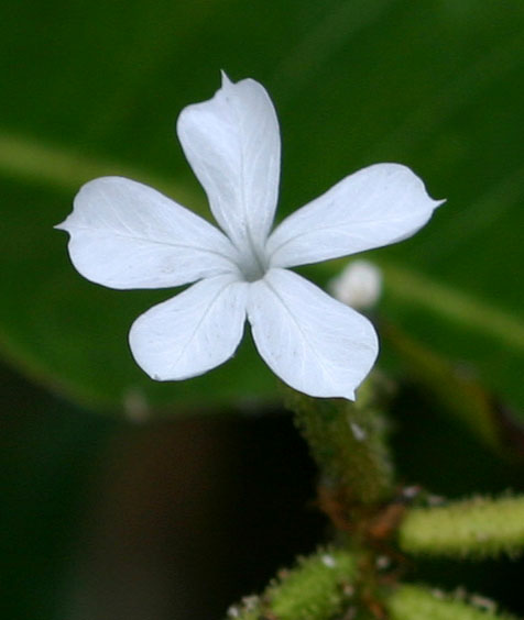 Plumbago zeylanica