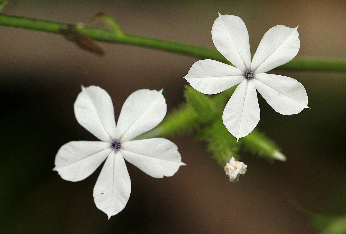 Plumbago zeylanica Plumbago zeylanica