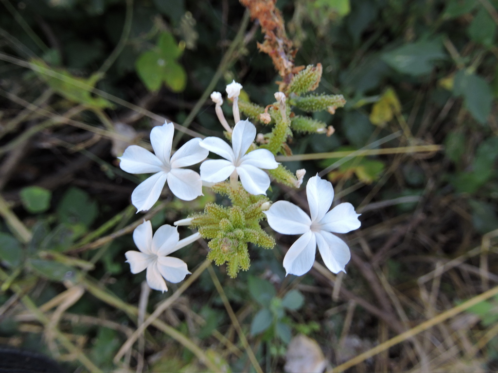 Plumbago zeylanica Plumbago zeylanica