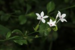 Plumbago zeylanica