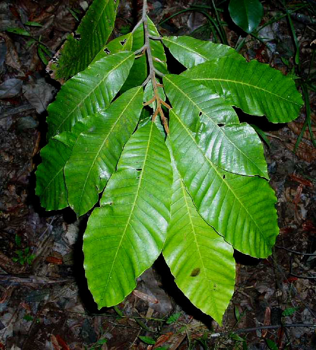 Pouteria adolfi-friedericii subsp. australis Pouteria adolfi-friedericii subsp. australis