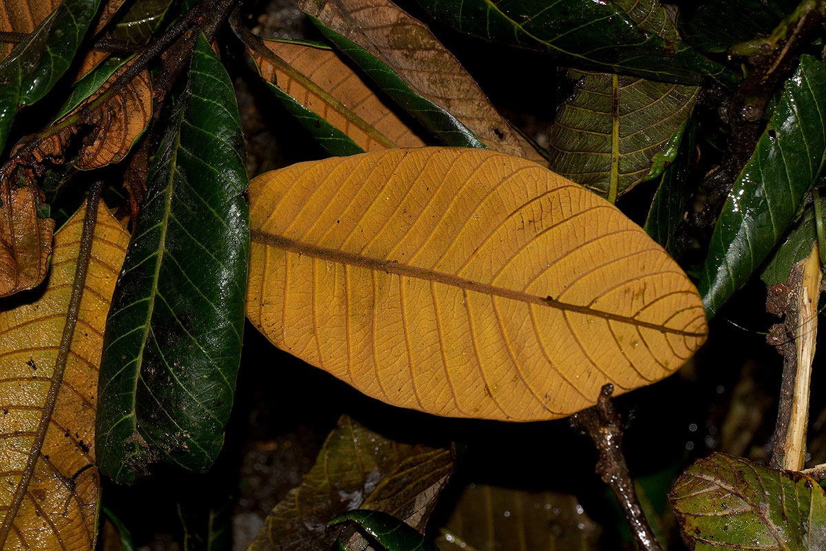 Pouteria adolfi-friedericii subsp. australis