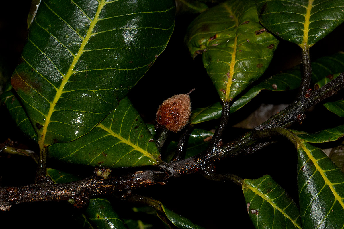 Pouteria adolfi-friedericii subsp. australis