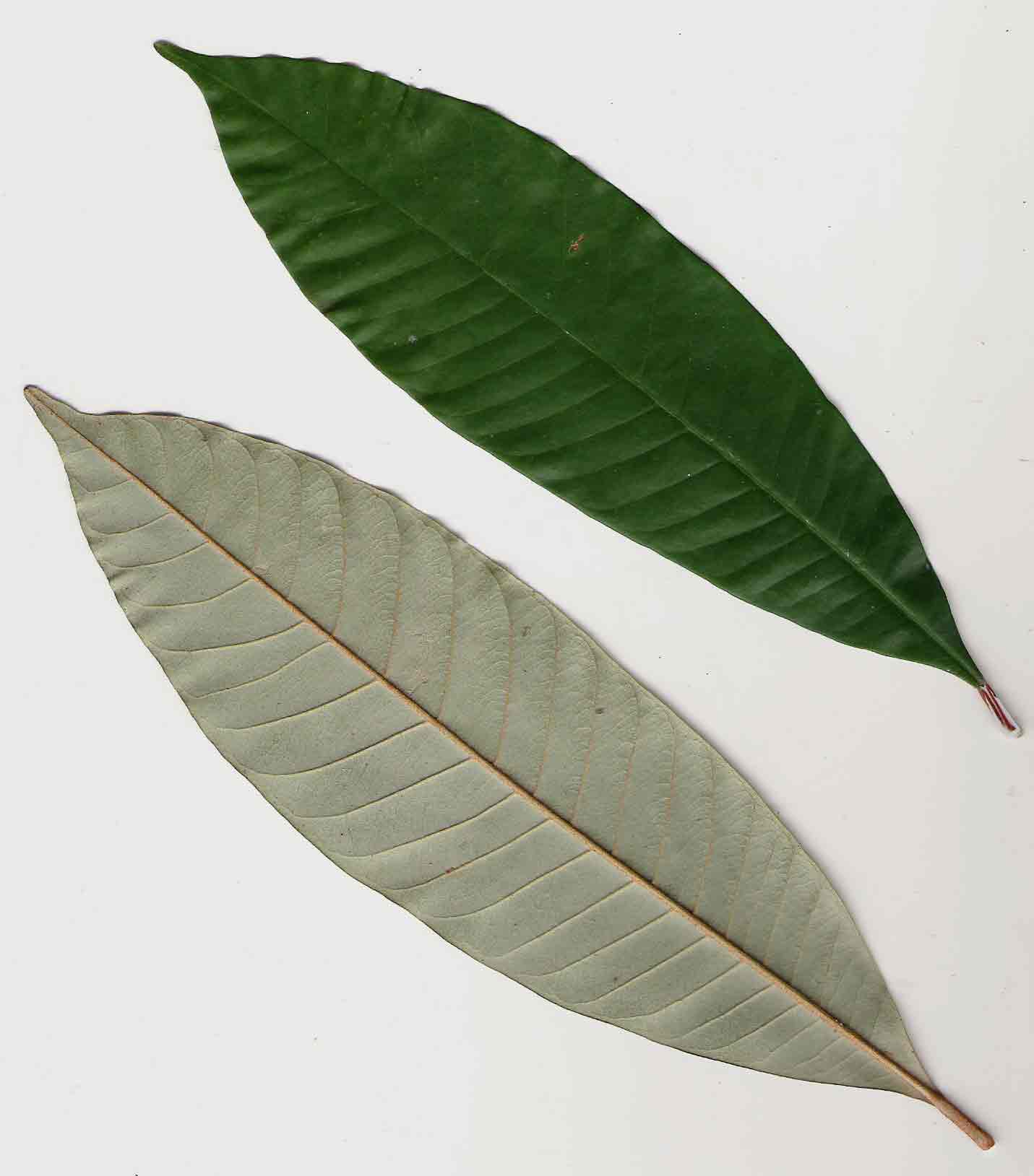 Chrysophyllum gorungosanum Chrysophyllum gorungosanum