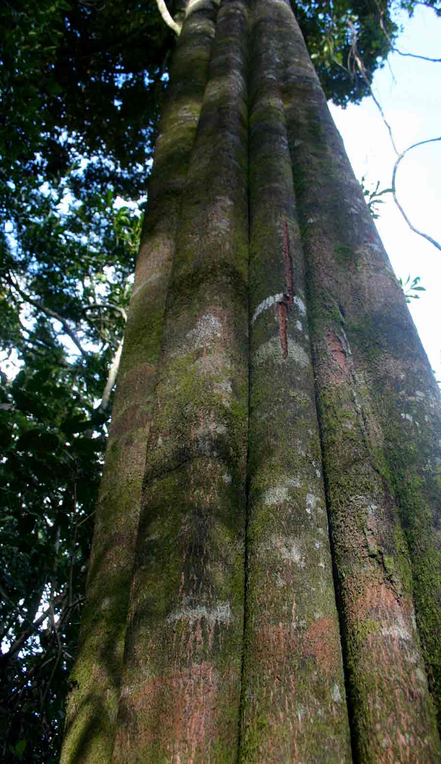 Chrysophyllum gorungosanum Chrysophyllum gorungosanum