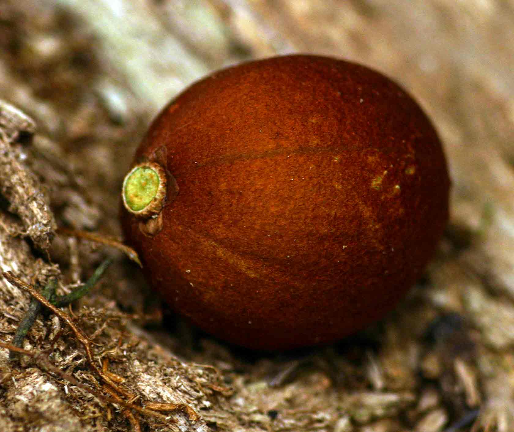Chrysophyllum gorungosanum Chrysophyllum gorungosanum