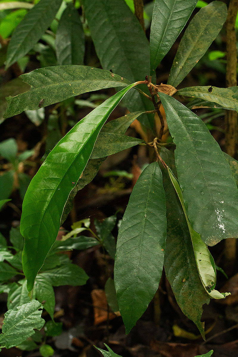 Chrysophyllum gorungosanum Chrysophyllum gorungosanum