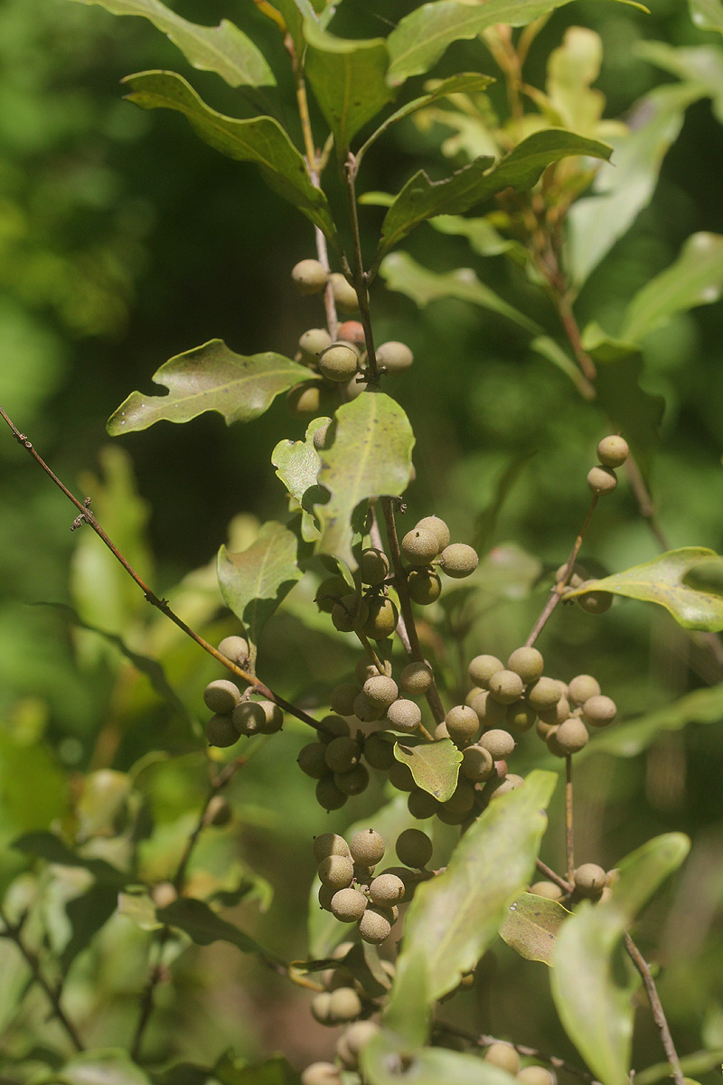 Euclea divinorum