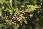 Euclea divinorum