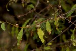 Euclea divinorum