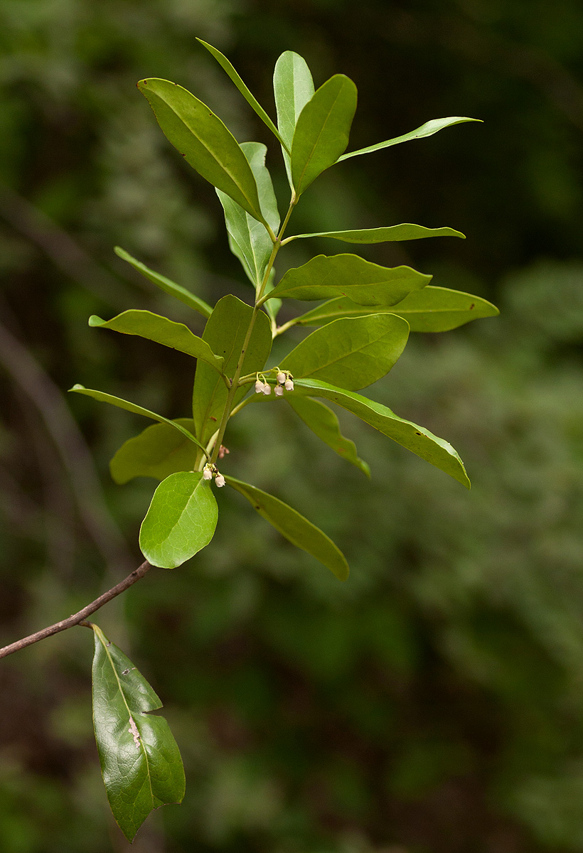 Euclea schimperi Euclea schimperi