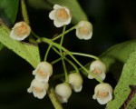 Euclea schimperi