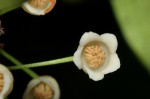 Euclea schimperi