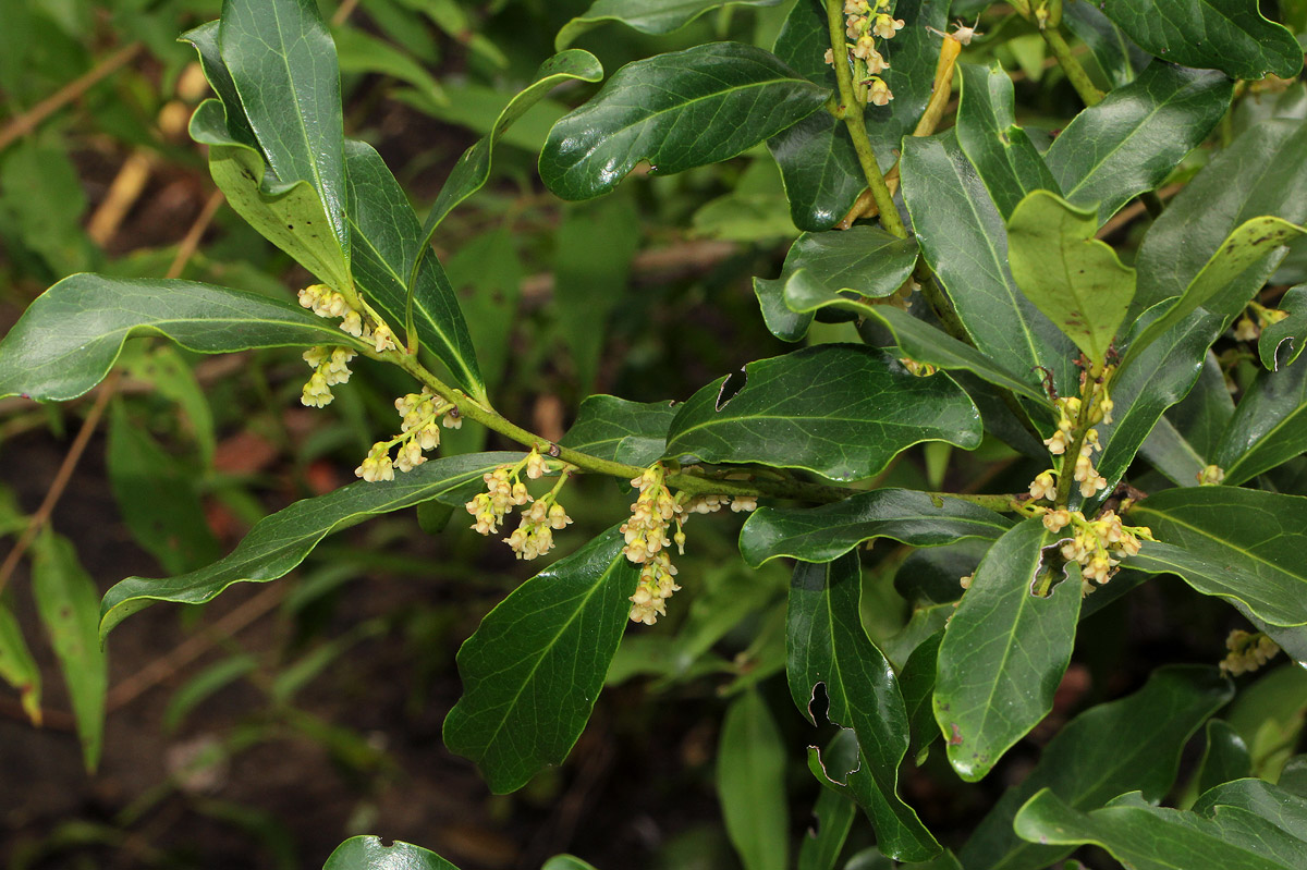 Euclea schimperi Euclea schimperi