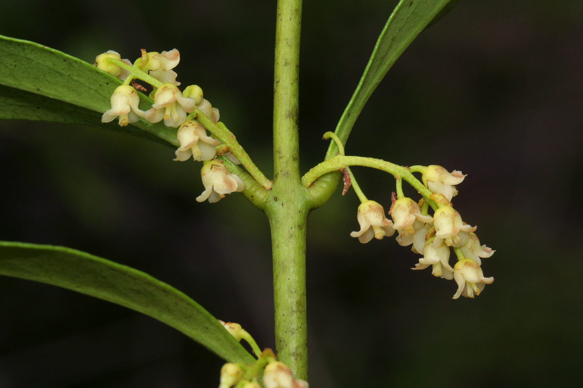 Euclea schimperi Euclea schimperi