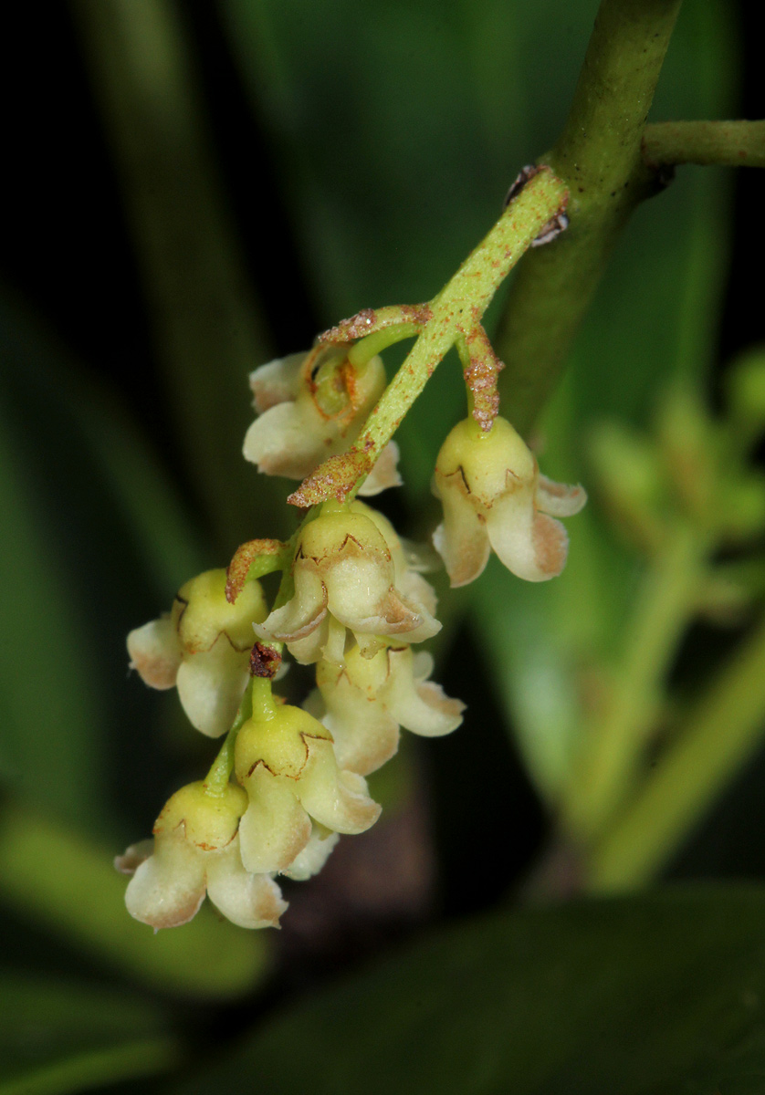 Euclea schimperi Euclea schimperi