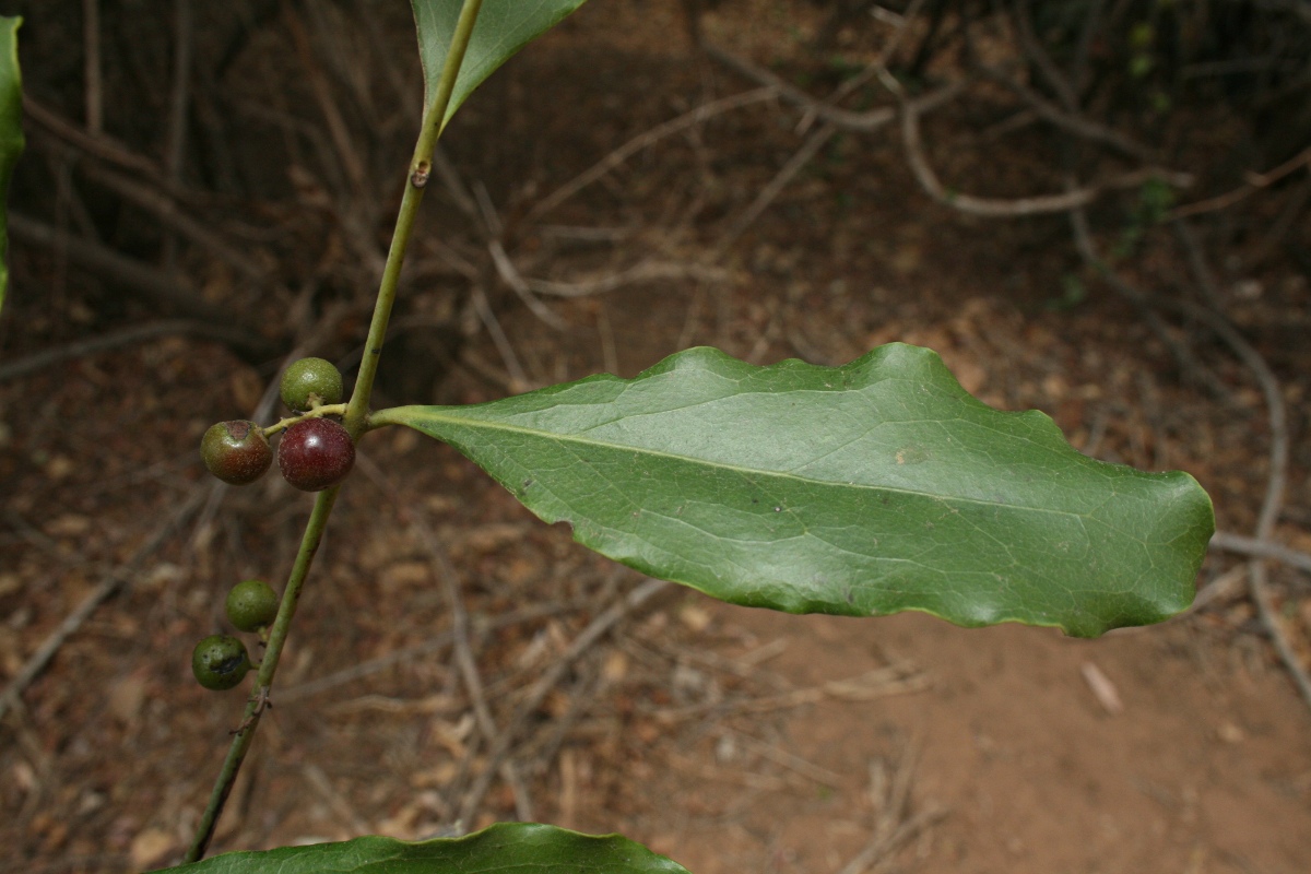 Euclea schimperi Euclea schimperi