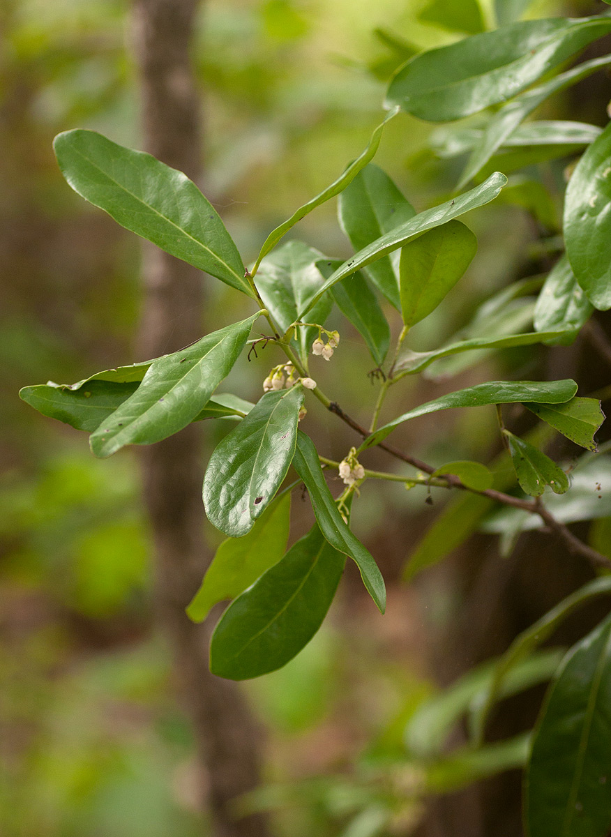 Euclea schimperi Euclea schimperi