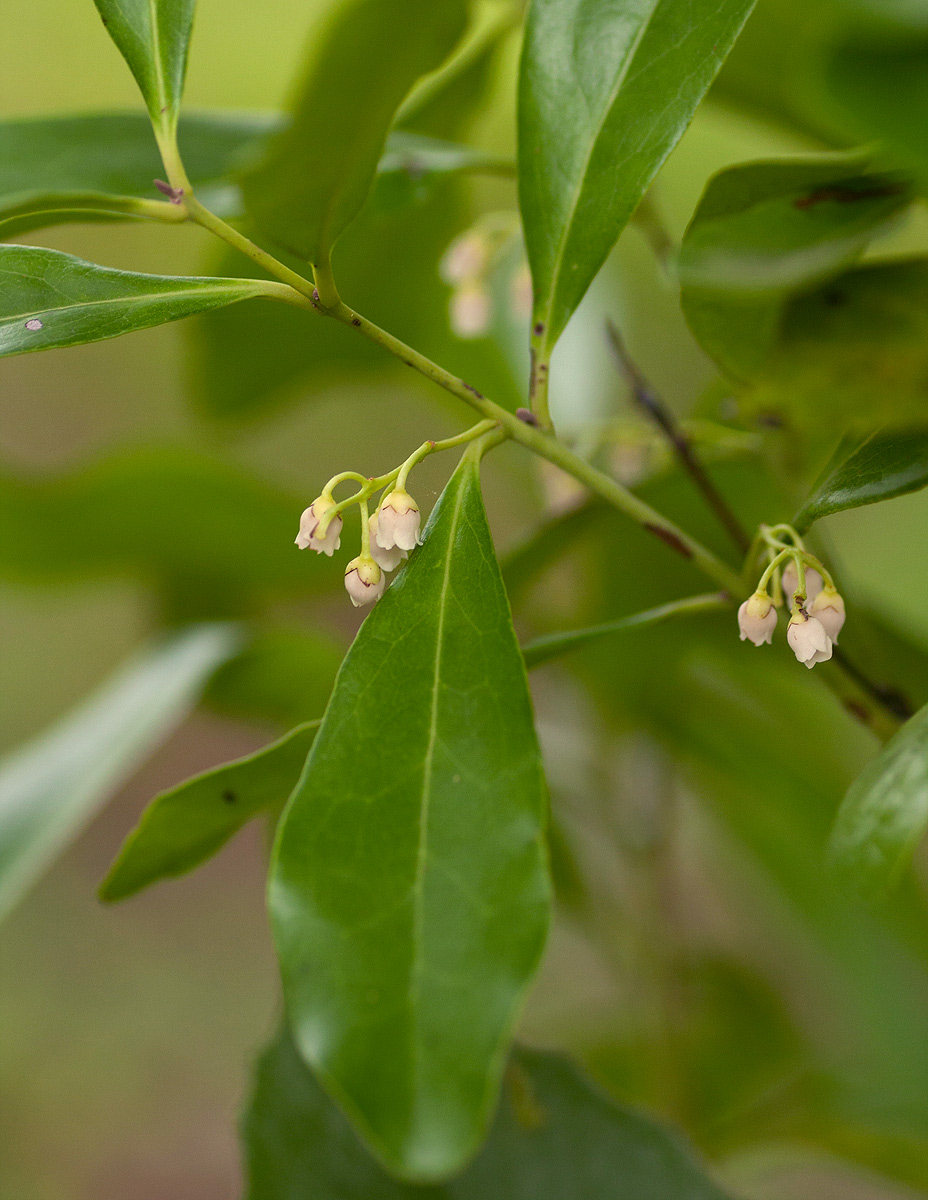 Euclea schimperi Euclea schimperi
