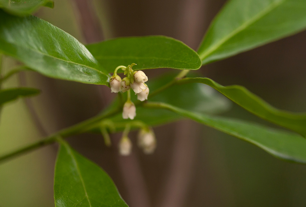 Euclea schimperi Euclea schimperi