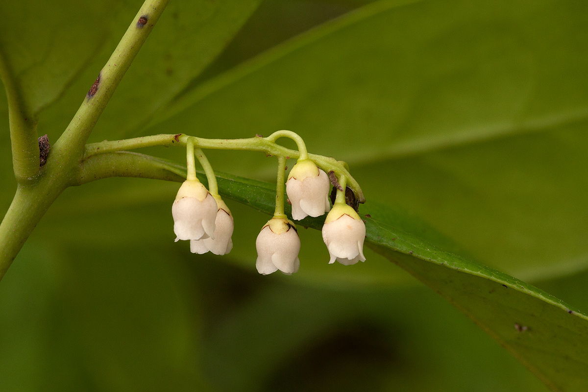 Euclea schimperi Euclea schimperi