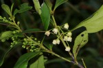 Euclea schimperi