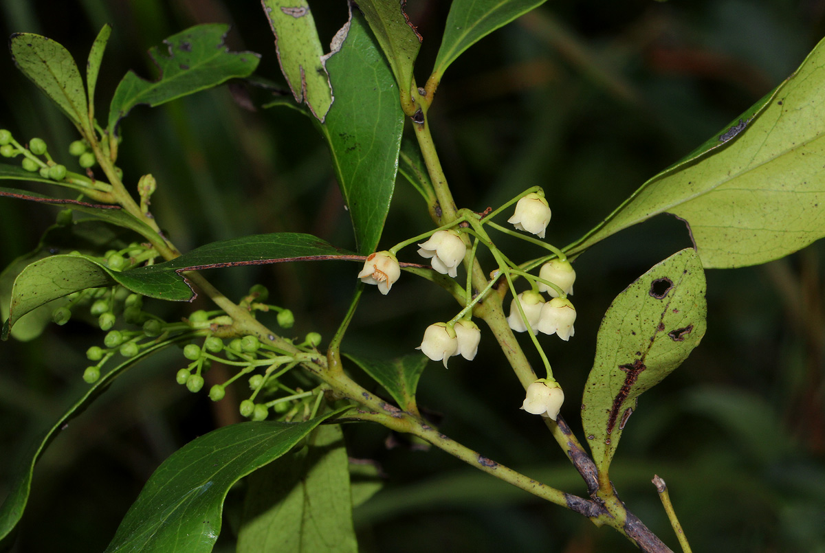 Euclea schimperi