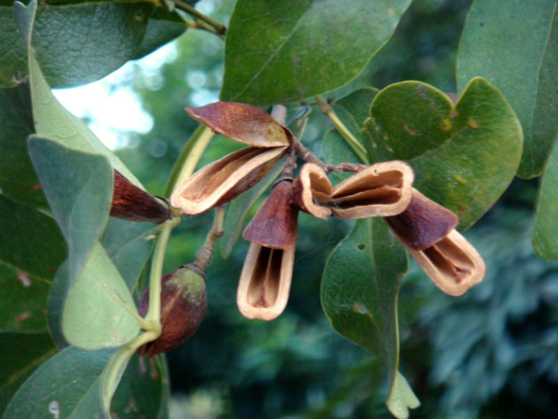 Schrebera alata