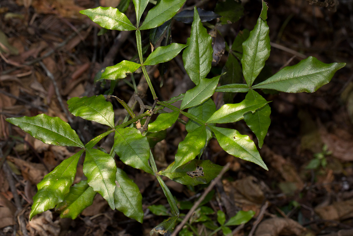 Schrebera alata