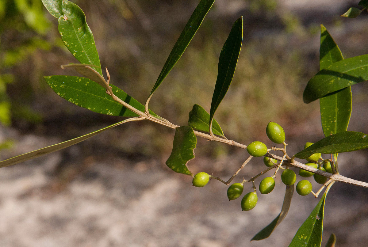 Olea europaea subsp. africana Olea europaea subsp. africana
