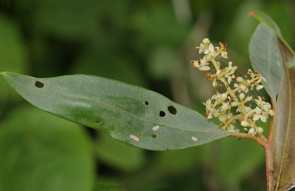 Olea europaea subsp. africana Olea europaea subsp. africana