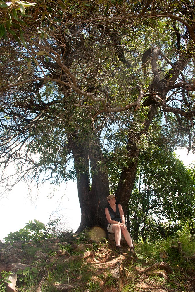 Olea europaea subsp. africana Olea europaea subsp. africana