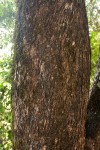 Olea europaea subsp. africana
