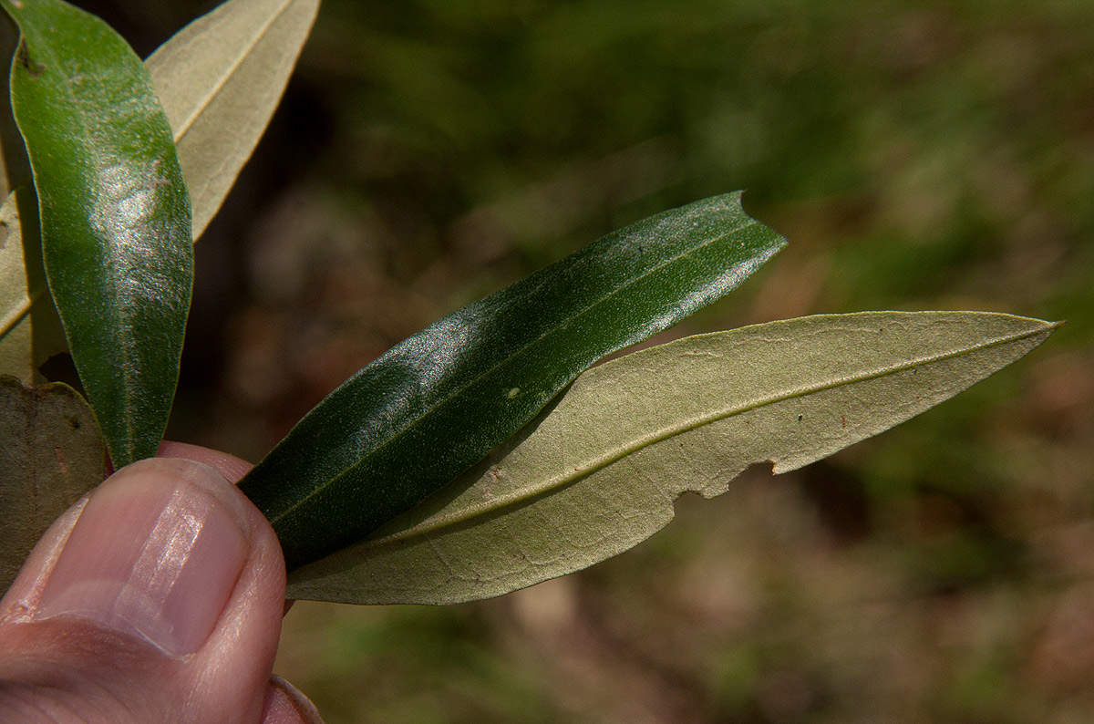 Olea europaea subsp. africana