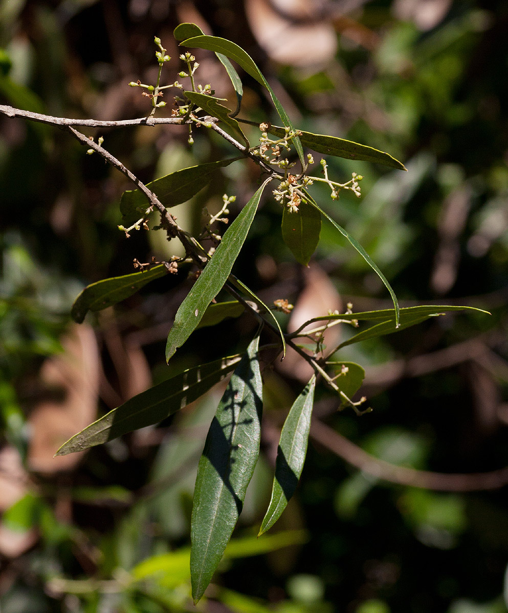 Olea europaea subsp. africana Olea europaea subsp. africana