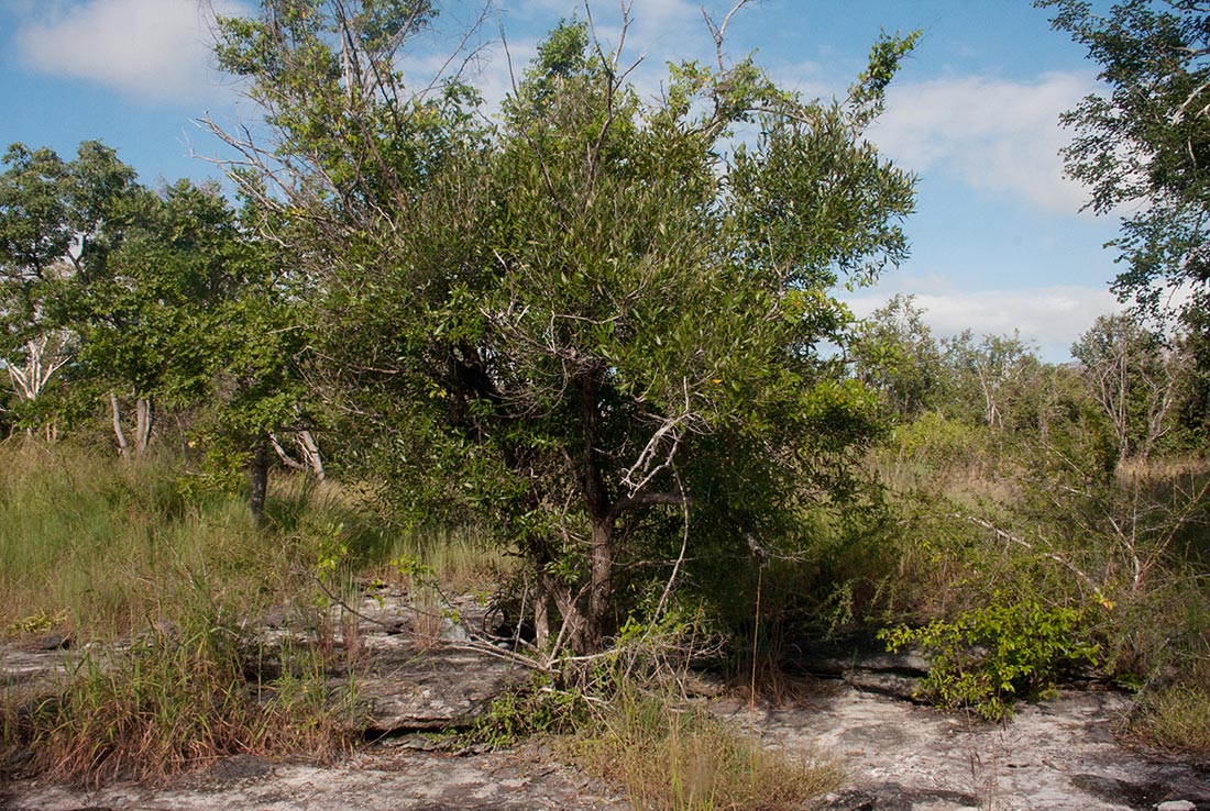 Olea europaea subsp. africana Olea europaea subsp. africana
