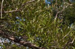 Olea europaea subsp. africana