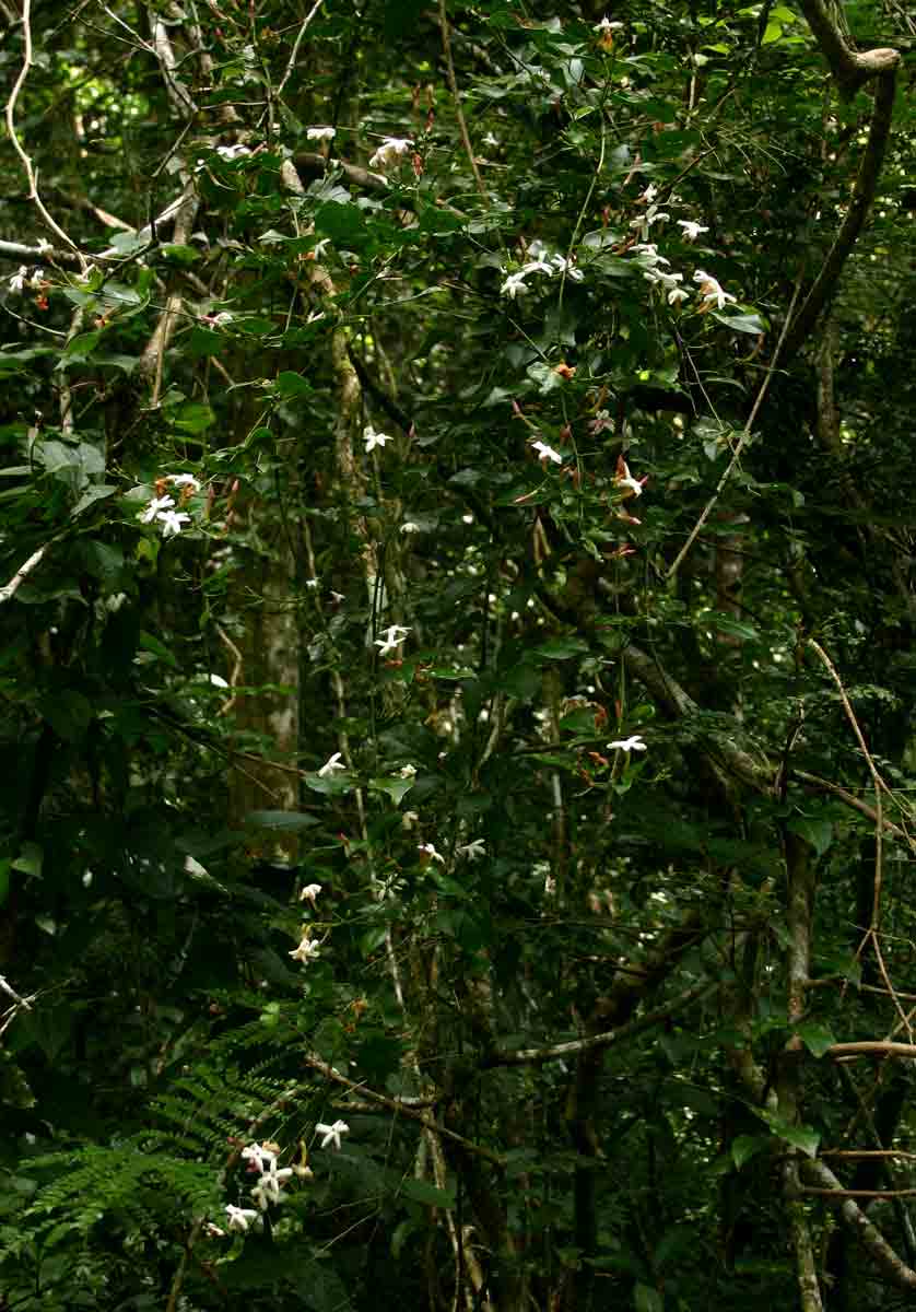 Jasminum abyssinicum Jasminum abyssinicum