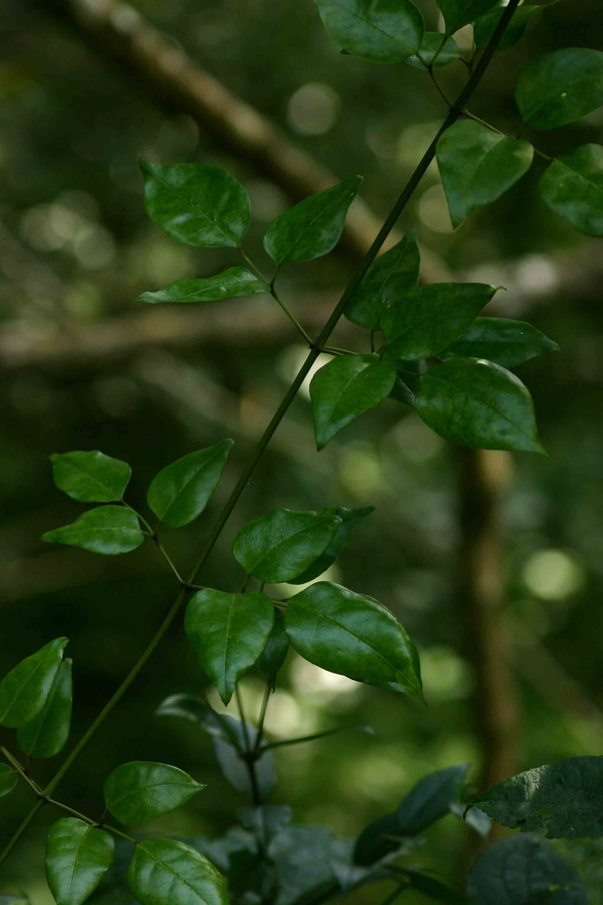 Jasminum abyssinicum Jasminum abyssinicum