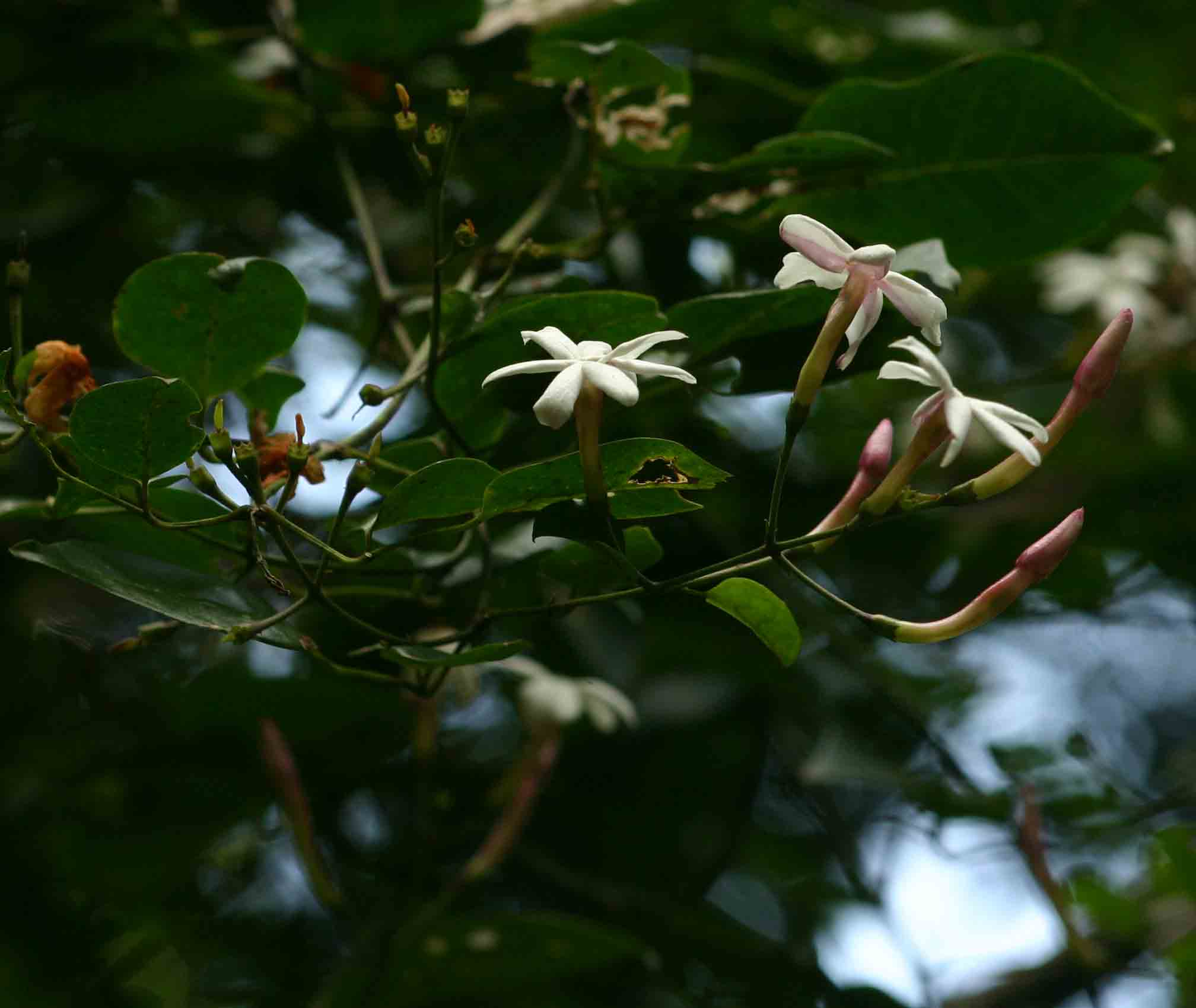 Jasminum abyssinicum Jasminum abyssinicum