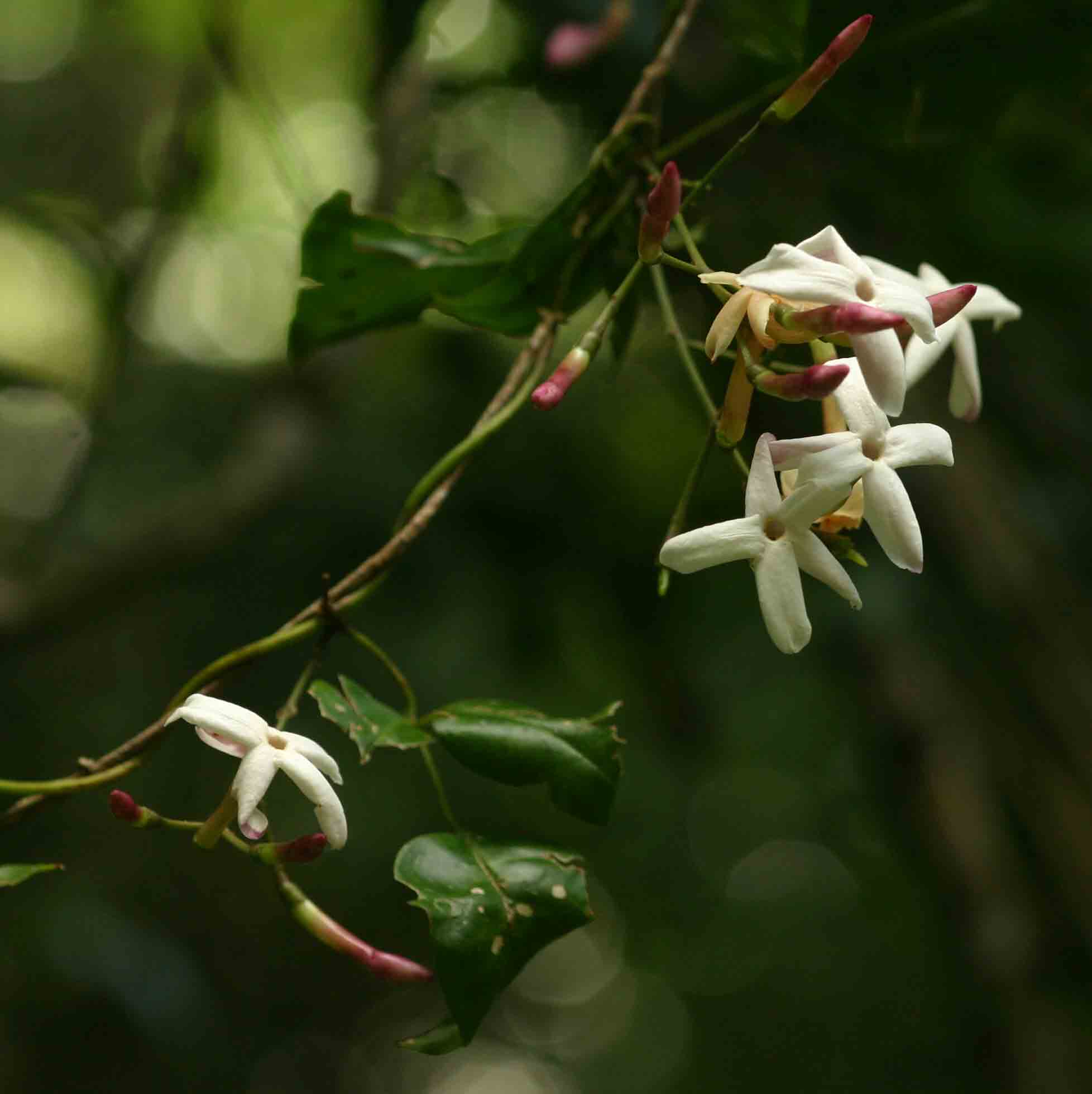 Jasminum abyssinicum Jasminum abyssinicum