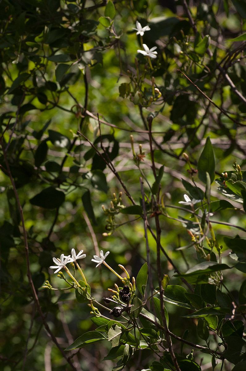 Jasminum fluminense