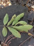 Strychnos innocua