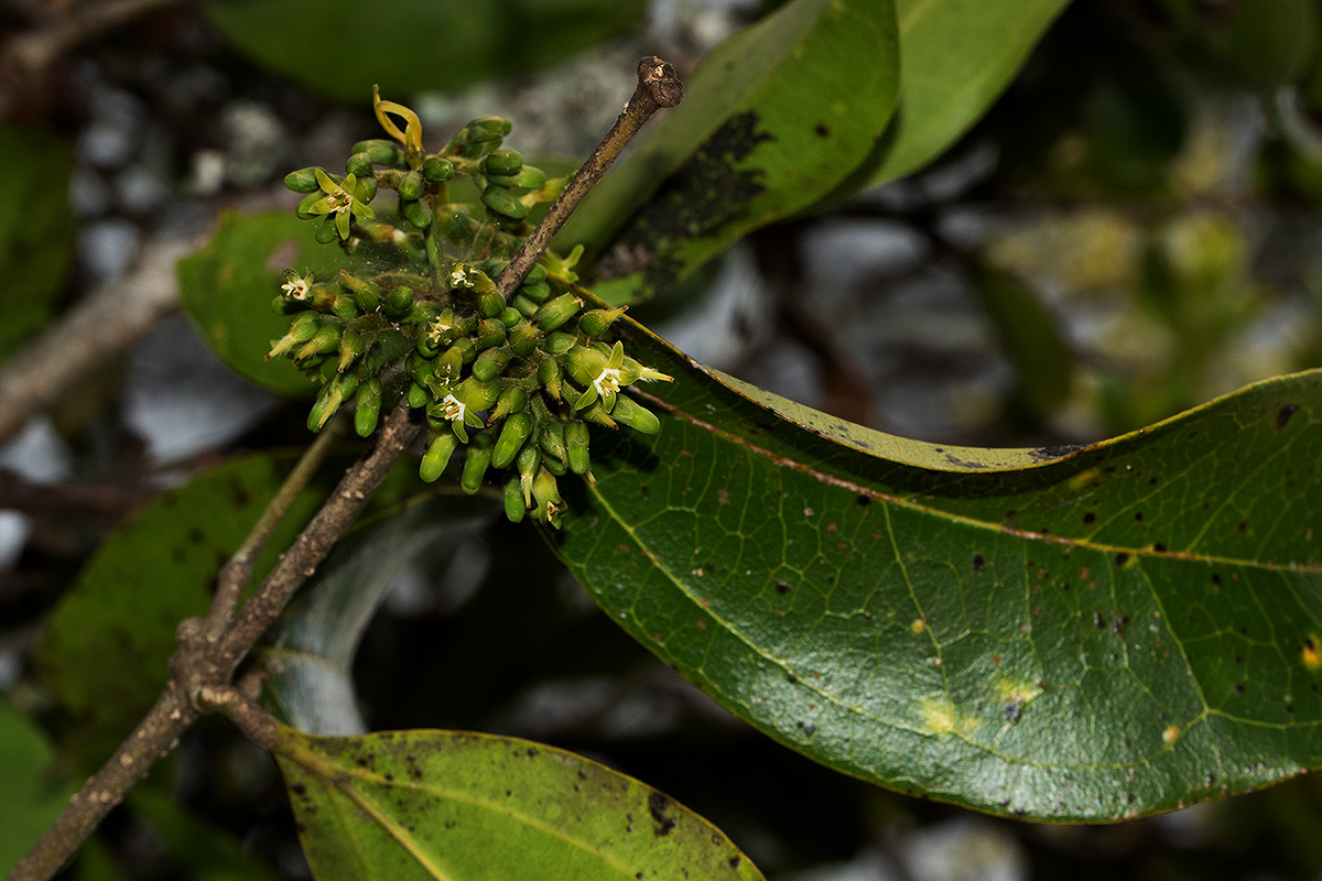 Strychnos lucens