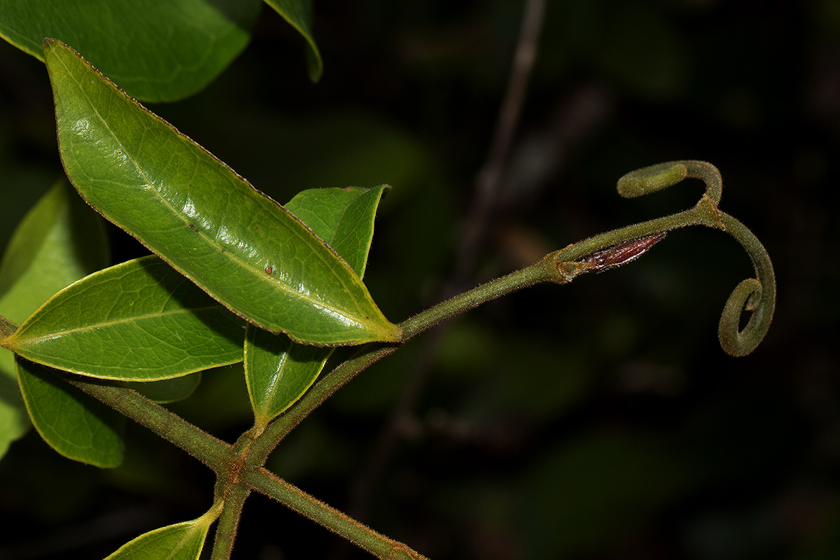 Strychnos lucens